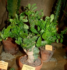 Выставка суккулентов в Ботсаду 04-07.10.2012