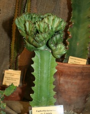 Выставка суккулентов в Ботсаду 04-07.10.2012