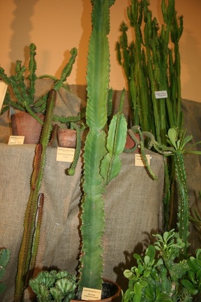 Выставка суккулентов в Ботсаду 04-07.10.2012