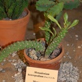 Monadenium heteropodium  Pax  N E Br
