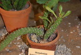 Monadenium heteropodium  Pax  N E Br