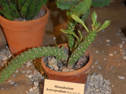 Monadenium heteropodium  Pax  N E Br