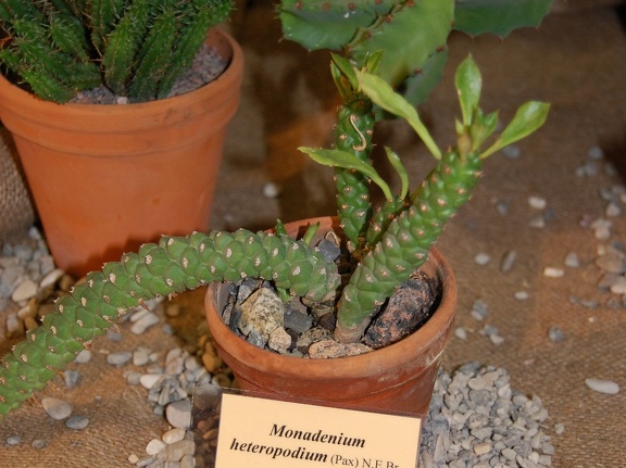 Monadenium heteropodium  Pax  N E Br