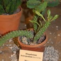 Monadenium_heteropodium__Pax__N_E_Br.jpg