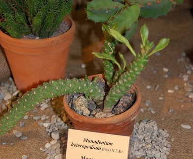 Monadenium heteropodium  Pax  N E Br