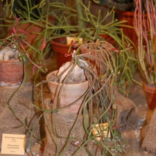 Monadenium rubellum