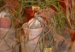 Monadenium rubellum