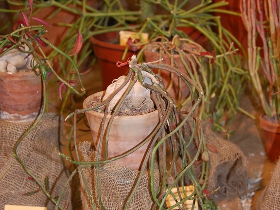 Monadenium rubellum