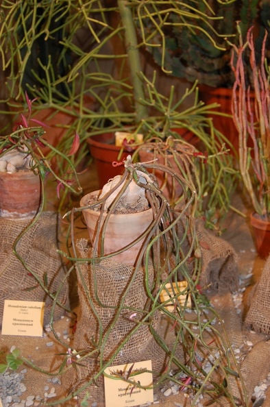 Monadenium_rubellum.jpg