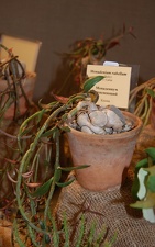 Monadenium rubellum F