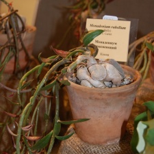 Monadenium rubellum F