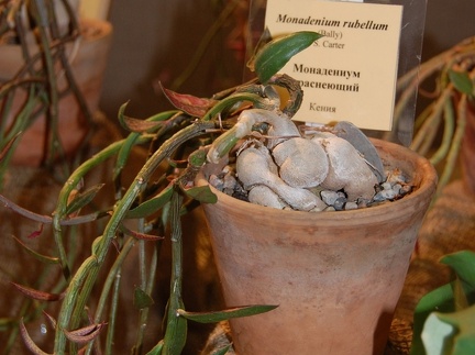 Monadenium rubellum F