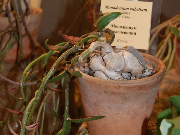 Monadenium rubellum F