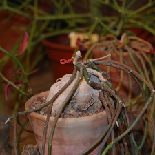 Monadenium rubellum  Bally  S Carter
