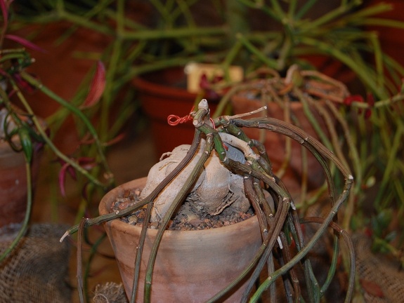 Monadenium rubellum  Bally  S Carter