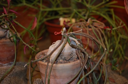 Monadenium rubellum  Bally  S Carter