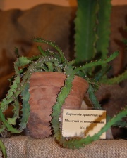 Monadenium squarrosa Haw