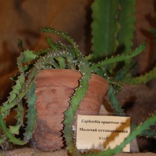 Monadenium squarrosa Haw