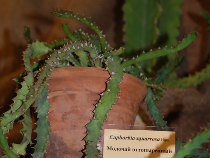 Monadenium squarrosa Haw