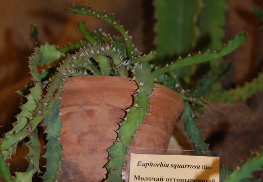 Monadenium squarrosa Haw (1447 відвідувань) Monadenium squarrosa Haw