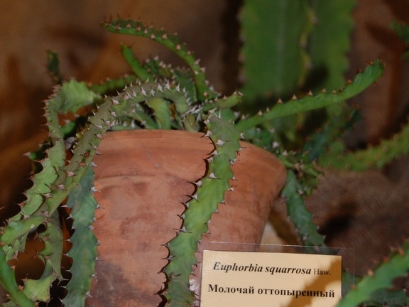 Monadenium squarrosa Haw