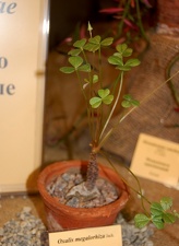 Oxalis megalorhiza Jack   Oxalidaceae