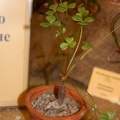 Oxalis megalorhiza Jack   Oxalidaceae