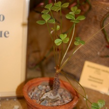Oxalis megalorhiza Jack   Oxalidaceae