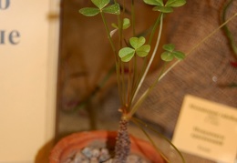 Oxalis megalorhiza Jack   Oxalidaceae