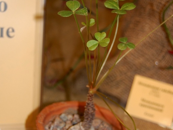 Oxalis megalorhiza Jack   Oxalidaceae