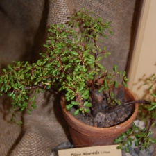 Pilea nipentes