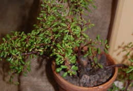 Pilea nipentes