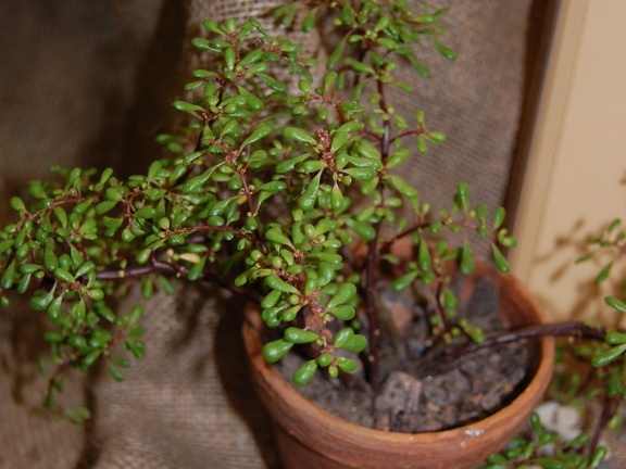 Pilea nipentes