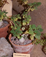 Plecranthus ernstii Codd