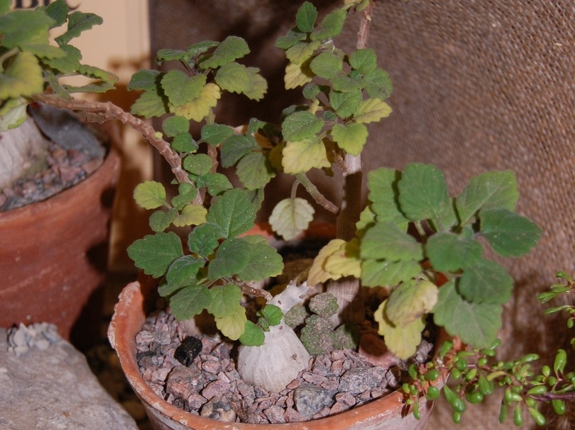 Plecranthus ernstii Codd