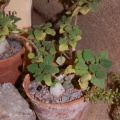 Plecranthus ernstii Codd