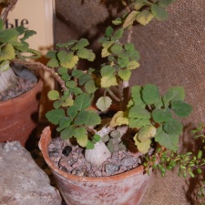 Plecranthus ernstii Codd