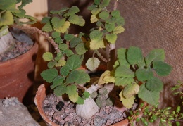 Plecranthus ernstii Codd