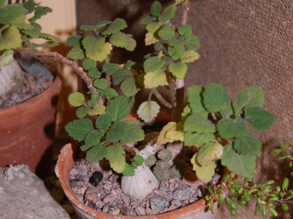 Plecranthus ernstii Codd