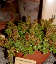 Plecranthus prostratus