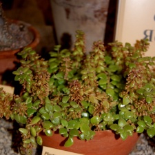 Plecranthus prostratus