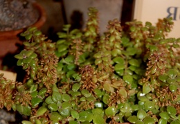 Plecranthus prostratus