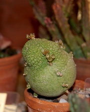 Pseudolithos miguirtinus  Chiovenda  Bally