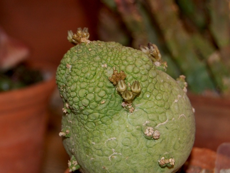 Pseudolithos miguirtinus  Chiovenda  Bally