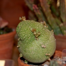 Pseudolithos miguirtinus  Chiovenda  Bally