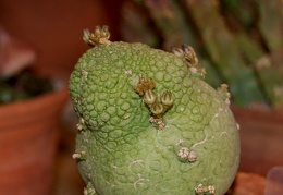 Pseudolithos miguirtinus  Chiovenda  Bally