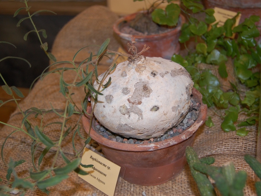 Raphionacme sp