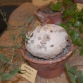 Raphionacme sp