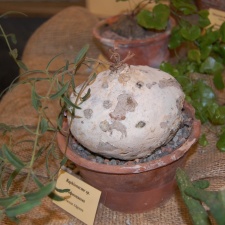 Raphionacme sp