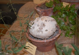 Raphionacme sp